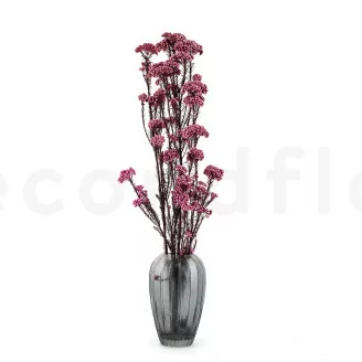 Diosmi stabilizzato Rosa chiaro
