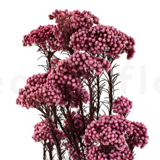 Diosmi preservato - Mazzo - Rosa chiaro