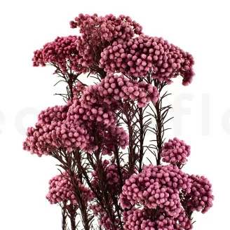 Diosmi stabilis&eacute; Rose Clair