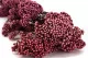 Diosmi stabilizzato Rosa chiaro 7
