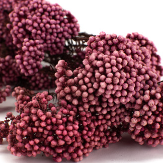 Diosmi préservé - Bouquet - Rose Clair