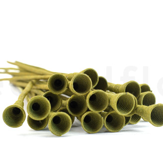 Pique à Tiger en papier - 24 Unités - Vert