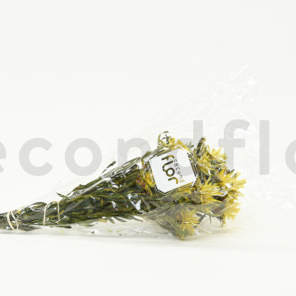 Preserved Plumosum Female - Bouquet - Yellow