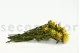 Plumosum hembra preservada Amarillo 9