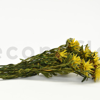 Plumosum femelle stabilisé - Bouquet - Jaune