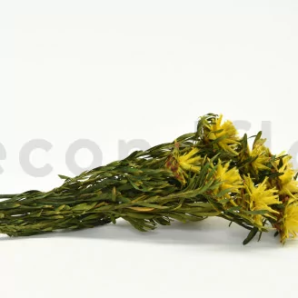 Plumosum Femelle stabilis&eacute; Jaune