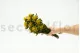 Plumosum hembra preservada Amarillo 4