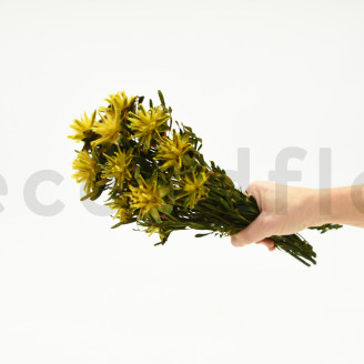 Plumosum femminile stabilizzato - Mazzo - Giallo