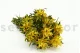 Plumosum Femelle stabilis&eacute; Jaune 2