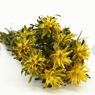 Plumosum hembra Preservada - Ramo - Amarillo