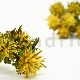 Plumosum hembra Preservada - Ramo - Amarillo