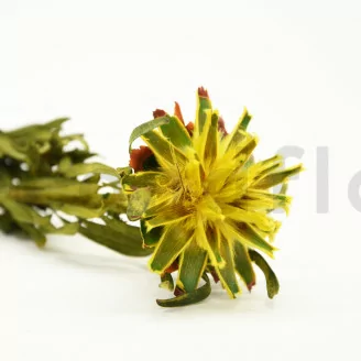 Plumosum femminile stabilizzato Giallo