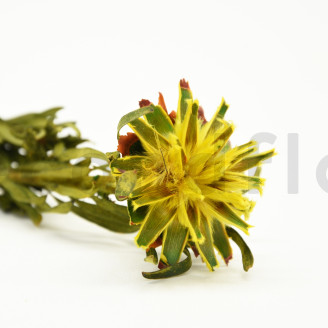 Plumosum hembra Preservada - Ramo - Amarillo