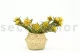 Plumosum hembra preservada Amarillo 8