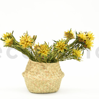 Preserved Plumosum Female - Bouquet - Yellow