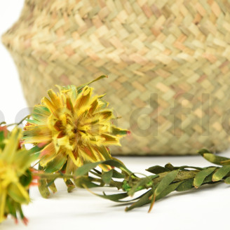 Preserved Plumosum Female - Bouquet - Yellow