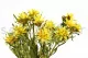 Plumosum femminile stabilizzato Giallo 3