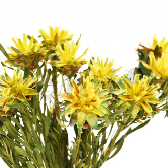 Plumosum femelle stabilisé - Bouquet - Jaune