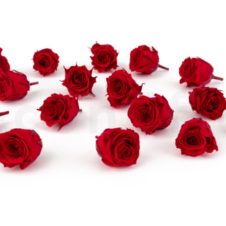 Rosa Princess Stabilizzata - Scatola da 16 - Rosso