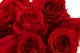 Rose Princess stabilis&eacute;e Rouge (x16) 2