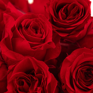 Rose Princess Konserviert - Verpackung 16 St. - Rot