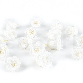 Rosa Princess Stabilizzata - Scatola da 16 - Bianco