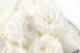 Rosa Princesa preservada Blanco (x16) 2