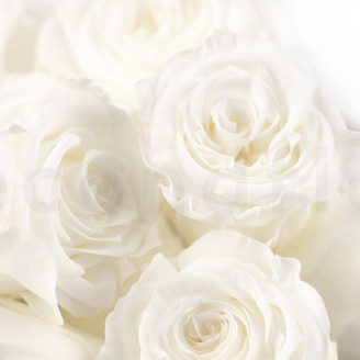 Rosa Princesa Preservada - Caja de 16 - Blanca