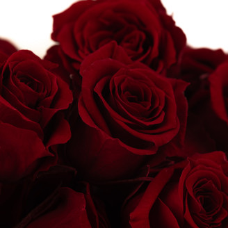 Rosa Princesa Preservada - Caja de 16 - Burdeos