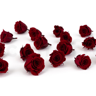 Rose Princess Stabilisiert - Verpackung 16 St. - Burgund