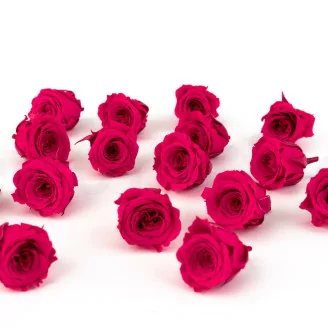 Preserved Princess Rose Pink (x16)