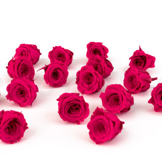 Princess Rose Preserved - Box of 16 - Dark Pink