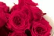 Rose Princess stabilis&eacute;e Rose (x16) 2