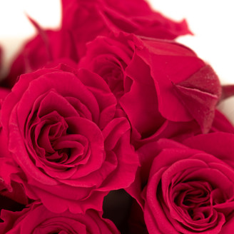 Rosa Princess Preservata - Scatola da 16 - Dark Pink