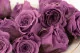 Preserved Princess Rose Lilac (x16) 2