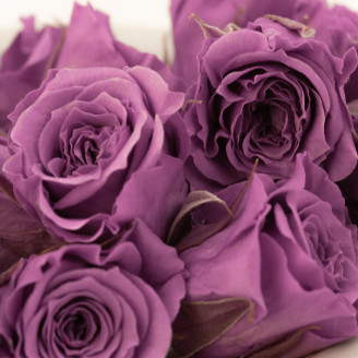 Rosa Princesa Preservada - Caja de 16 - Lila