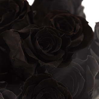 Princess Rose Preserved - Box of 16 - Black