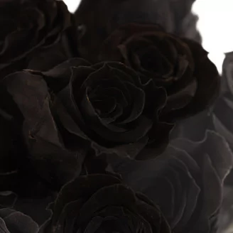 Rose Princess stabilis&eacute;e Noir (x16)