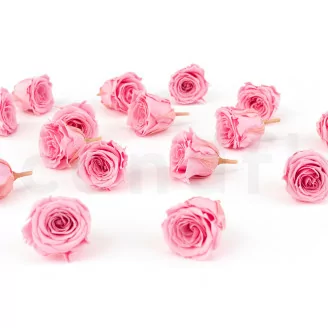 Konservierte Rose Princess Pastellrosa (x16)