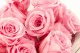Rosa Princesa preservada Rosa Pastel (x16) 2