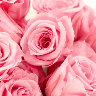 Princess Rose Preserved - Box of 16 - Pastel Pink
