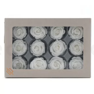 Preserved Rose M White (x12)
