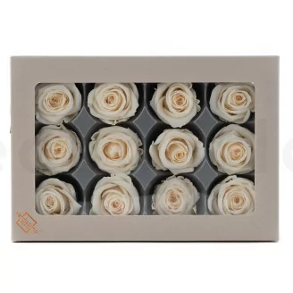 Konservierte Rose M Champagne (x12)