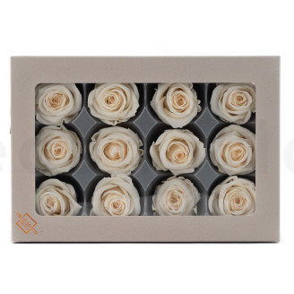 Stabilized rose Verdissimo M - Box of 12 - Champagne