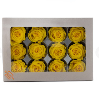Stabilized rose Verdissimo M - Box of 12 - Bright Yellow