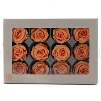 Rosa stabilizzata M Pesca (x12)