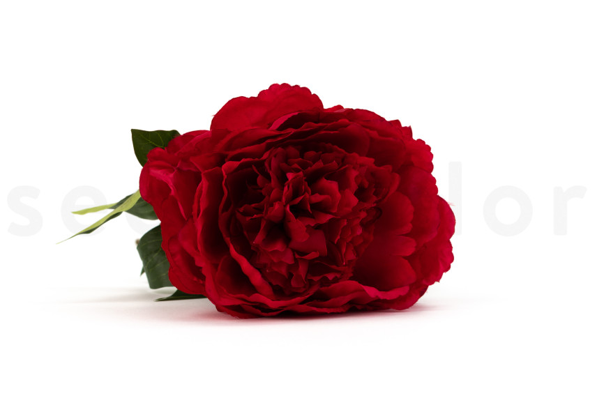 Artificial Peony on Stem - 1 Unit - Red