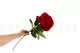 Peonia artificiale Rosso 4