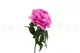 Peon&iacute;a artificial Rosa 5