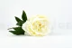 Pivoine artificielle Cr&egrave;me 2